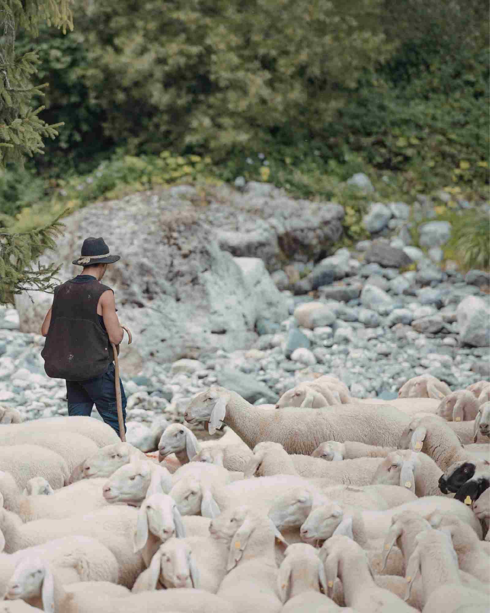 Bovins en pâturage dans une exploitation française