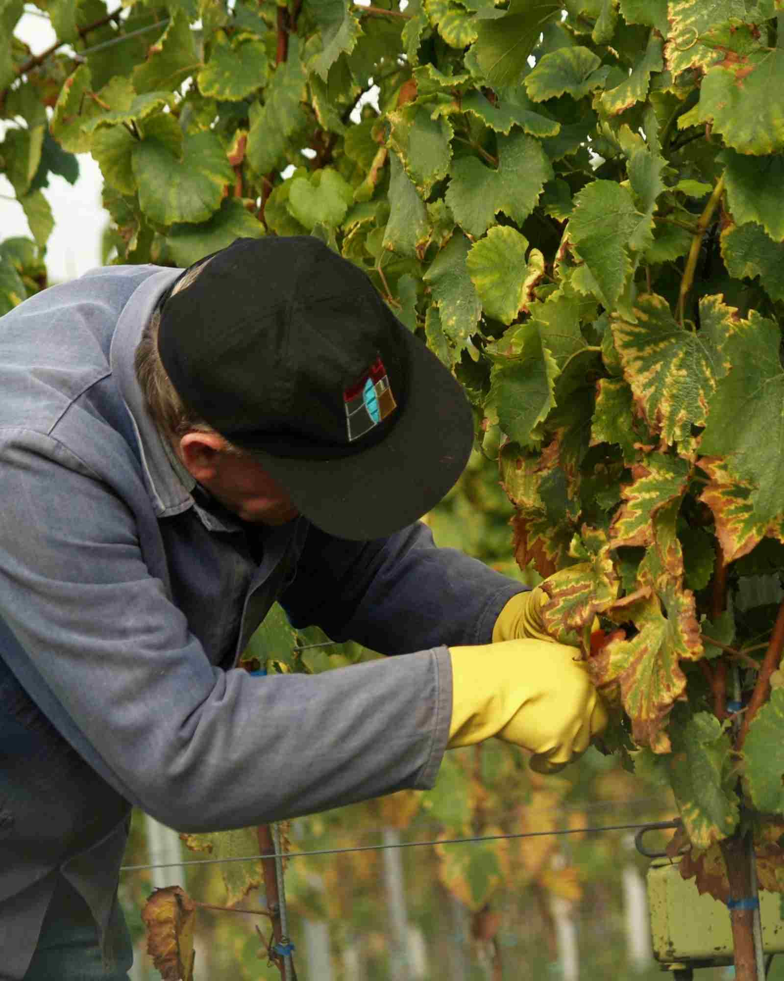 Vendangeur dans une vigne en Provence au coucher du soleil