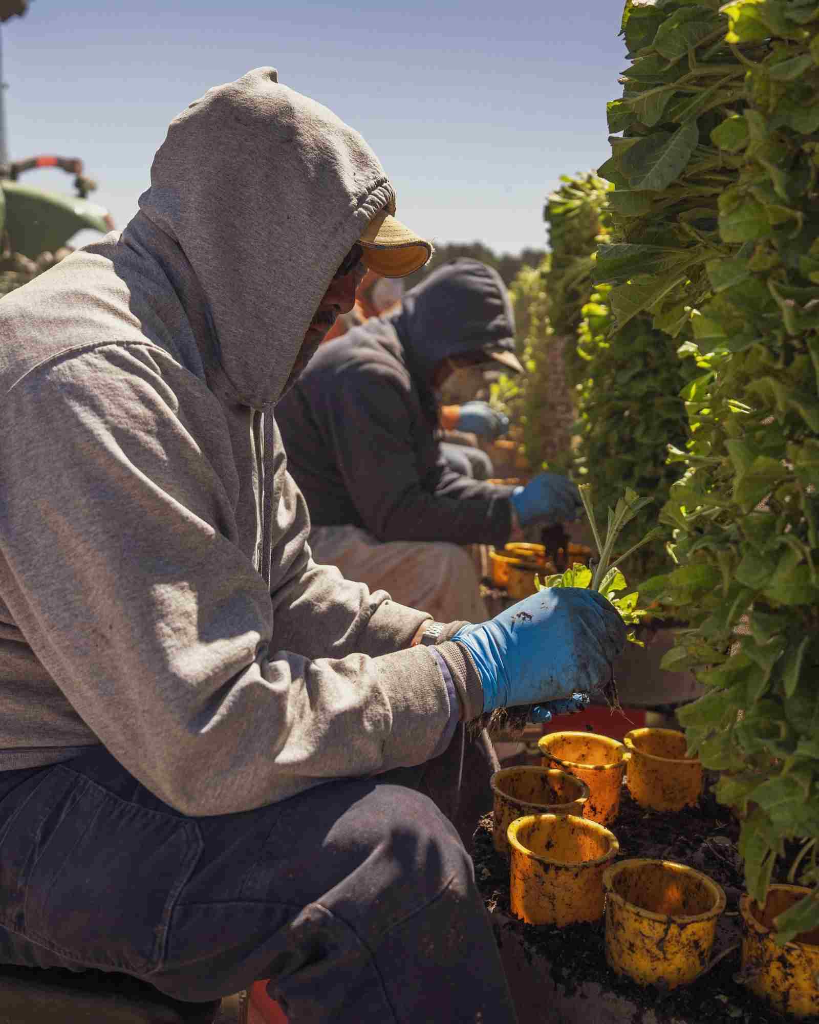 Serre maraîchère avec récolte de tomates en France